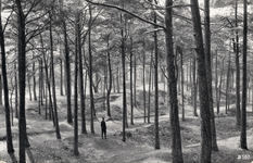 10257 Gezicht in een bos met naaldbomen Driebergen-Rijsenburg.
